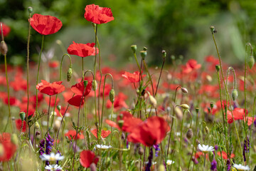 Poppies growing in field during the Springtime on France