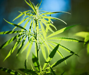 Close up of hemp (cannabis) growing plant