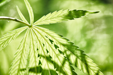 Close up of hemp (cannabis) growing plant