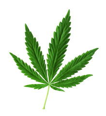 Green Marijuana Leaf. Isolated on white background. Hemp (cannabis)