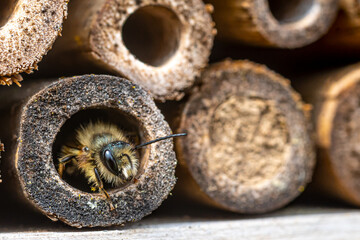 A mason bee  (Osmia bicornis) checking the nesting facilities of our insect-hotel. - obrazy, fototapety, plakaty