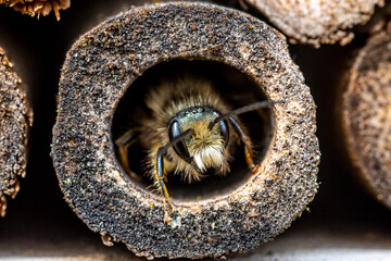 A mason bee  (Osmia bicornis) checking the nesting facilities of our insect-hotel.