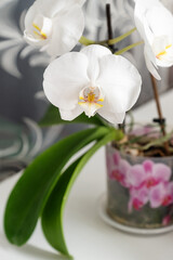 White potted phalaenopsis orchid in full bloom