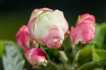Pink flowers of apple tree