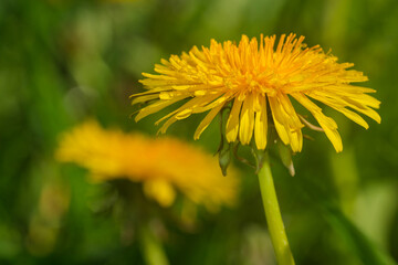 Yellow dandelions bloom