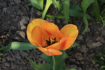 Yellow tulips bloom in the garden in spring