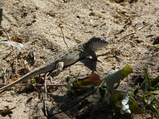 lizard on the rock