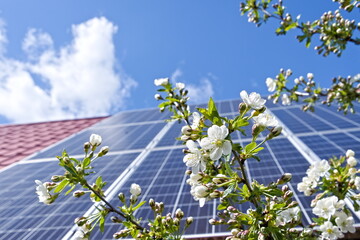 Photovoltaic panels on a slanted roof and fruit tree flowers  - 433040331
