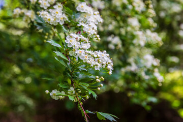 The bird cherry blossomed in the spring forest
