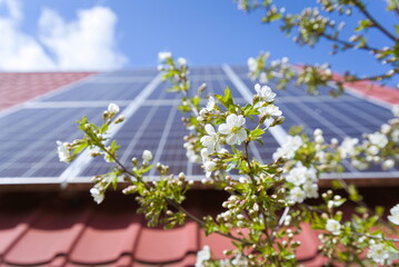 Photovoltaic panels on a slanted roof and fruit tree flowers  - 433040398