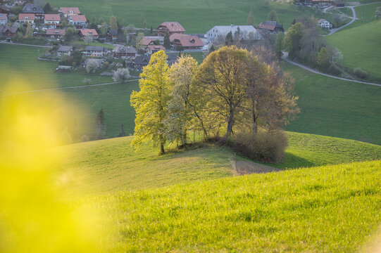 hills with group of trees in Emmental in spring