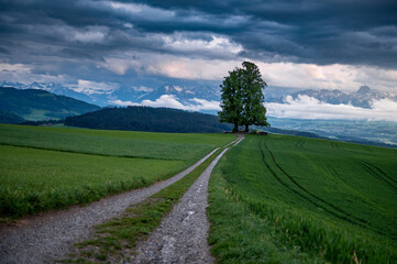 solitary big basswood tree on a spring evening after rain with a pathway