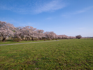 【岩手】北上展勝地の桜並木
