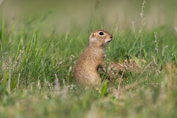 Naklejka na ściany i meble Ground squirrel Spermophilus pygmaeus, he stands in the grass and watches