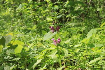 Pink flowers of dead nettle bloom in a forest glade on a sunny day