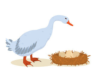 vector illustration of a gray goose standing next to a nest of eggs. Isolated on a white background