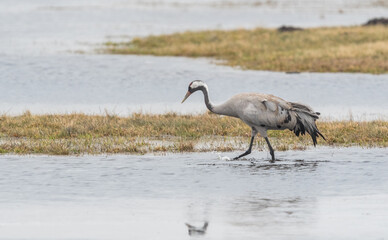 a crane wading in the water in spring © Rafał Bieroza