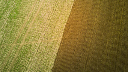 Aerial view of tractor, combine cultivating field. Drone shot. picture with space for text. Farmland from above. Aerial view of tractor working on the harvest field
