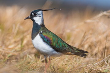 colorful lapwing bird