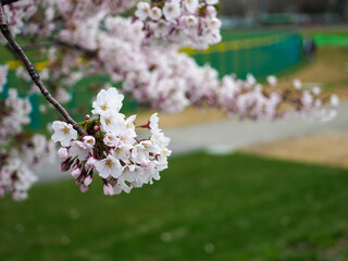 桜の花（ソメイヨシノ）