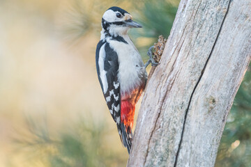 woodpecker splitting a pine cone