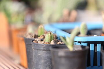 cactus in a pot