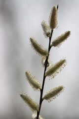 A pussy willow branch in springtime