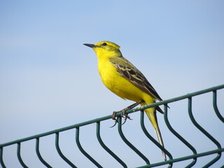 Yellow wagtail