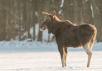 moose in winter scenery