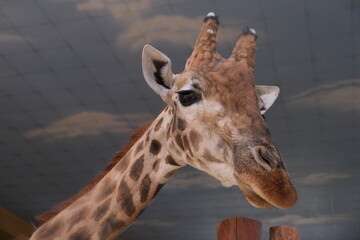 giraffe