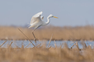 white heron during hunting