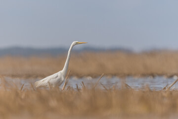Fototapeta premium white heron during hunting