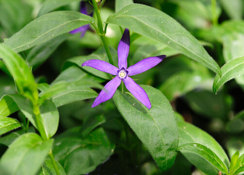  Vinca herbacea Periwinkle close up blossom in the garden