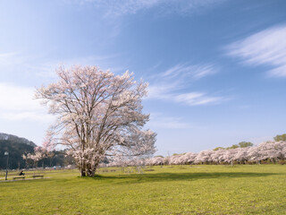 Fototapeta na wymiar 【岩手】北上展勝地の桜並木