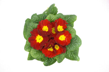 Red primrose in pot isolated on white background top view