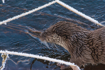 otter during winter on ice