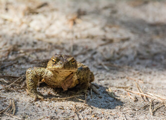 the frog looks into the lens