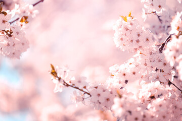 Obraz na płótnie Canvas Pink cherry blossom sakura in spring time against blue sky. Nature background. Soft focus