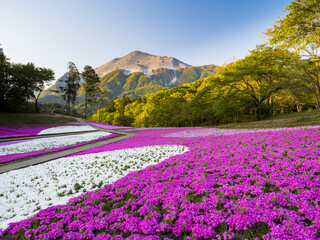【埼玉】秩父 羊山公園の満開の芝桜と武甲山