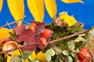 Autumn colors, bright autumn leaves and red berries of wild rose .