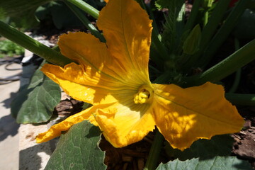 Female Cucurbit Flower in a Garden, Pumpkins, Squash, Waiting to Be Pollinated By a Male Flower with Stamen Clearly Seen