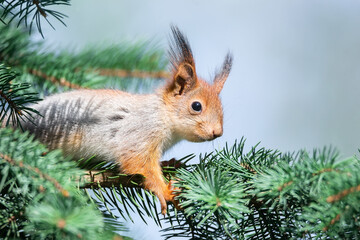 Fototapeta premium The squirrel with nut sits on a branches in the spring or summer. Portrait of the squirrel close-up. Eurasian red squirrel, Sciurus vulgaris..