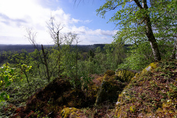 hiking trail of the  25 Bumps Circuit in the mount Pivot . Fontainebleau forest