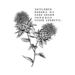Hand drawn safflower branch. Vector engraved illustration. Spicy aromatic herb. Food ingredient, aromatherapy, cooking. For cosmetic package design, medicinal plant, treating, healthcare. - obrazy, fototapety, plakaty