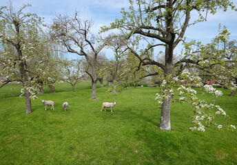 sheep and lambs in spring orchard under blue sky