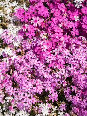 Fototapeta premium 【埼玉】秩父 羊山公園の芝桜アップ 多摩の流れ マックダニエルクッション