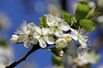 Plum blossom in spring garden on blue sky blurred background. White flowers and buds with leaves on a branch