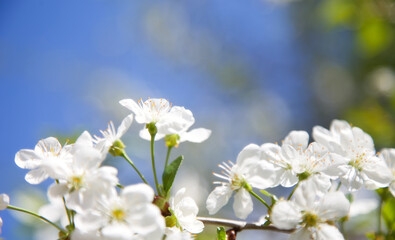 Abstract blurred background banner with branches of blossoming cherry against blue sky. Copy space. Background for greeting card, mother's day. Spring flowering trees