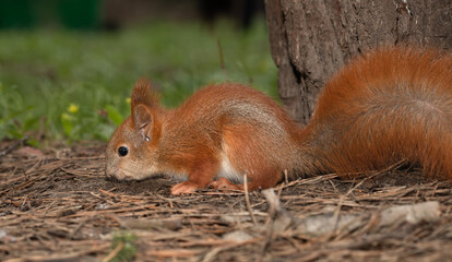 Naklejka na ściany i meble Red squirrel on ground searching something