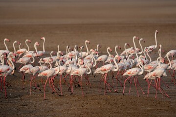 Flock of Lesser Flamingos State bird of Gujarat from Wetlands of Khadir Island, Greater Rann of Kutch, India  